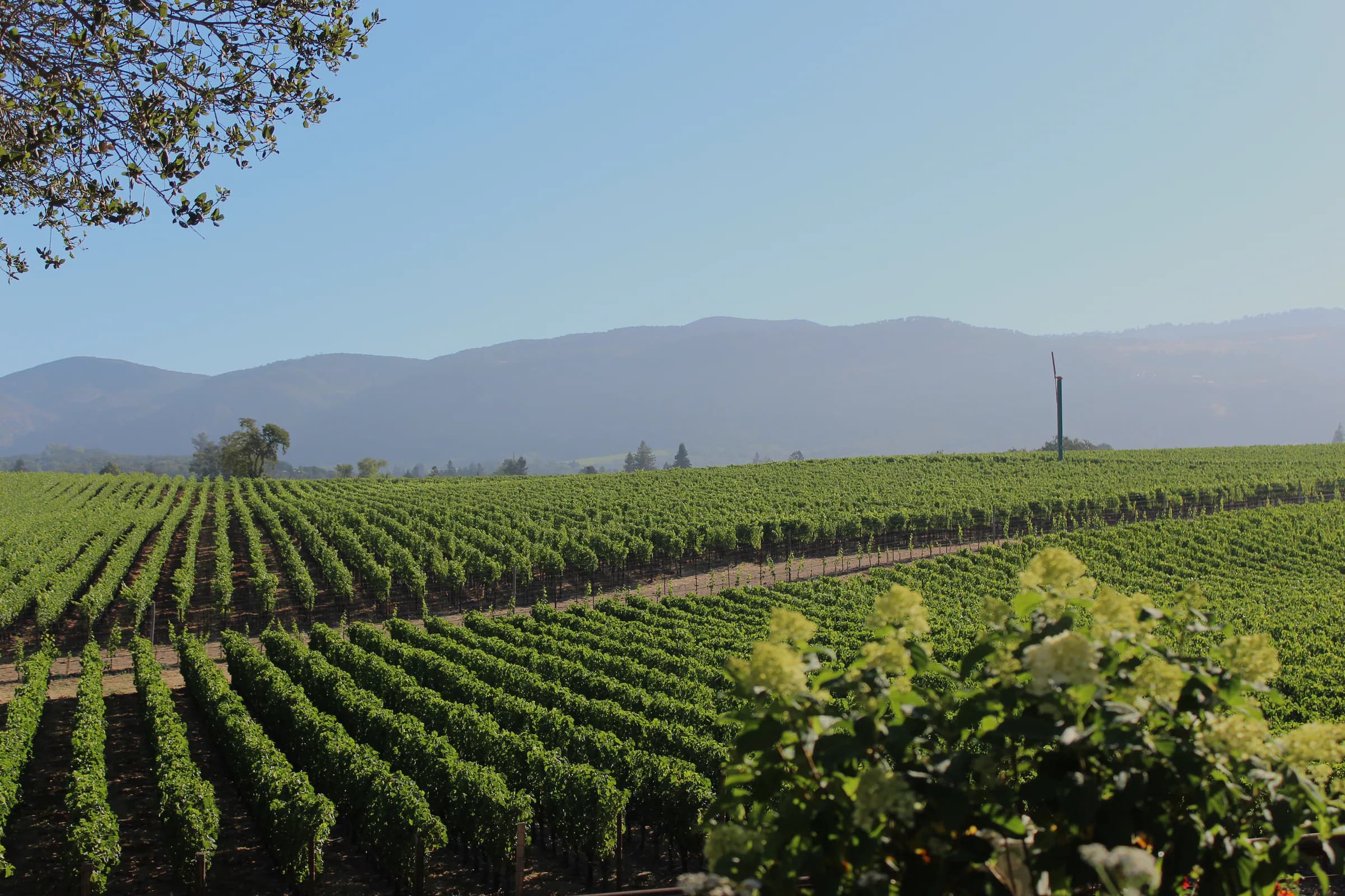 Vineyard rows stretching toward the Northern California hills