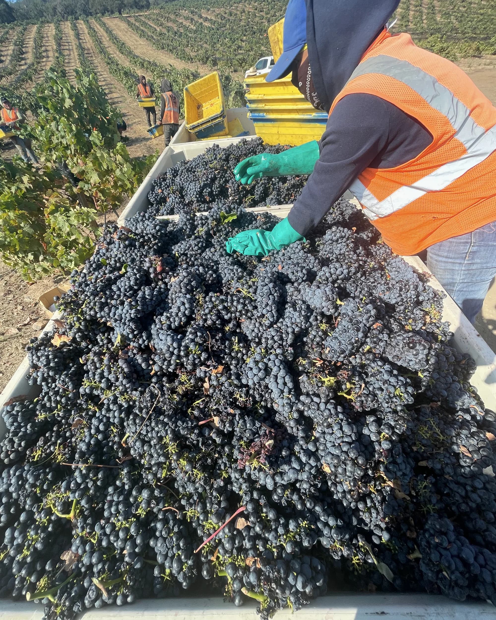 Harvest crew moving hand-picked grapes into the field bin