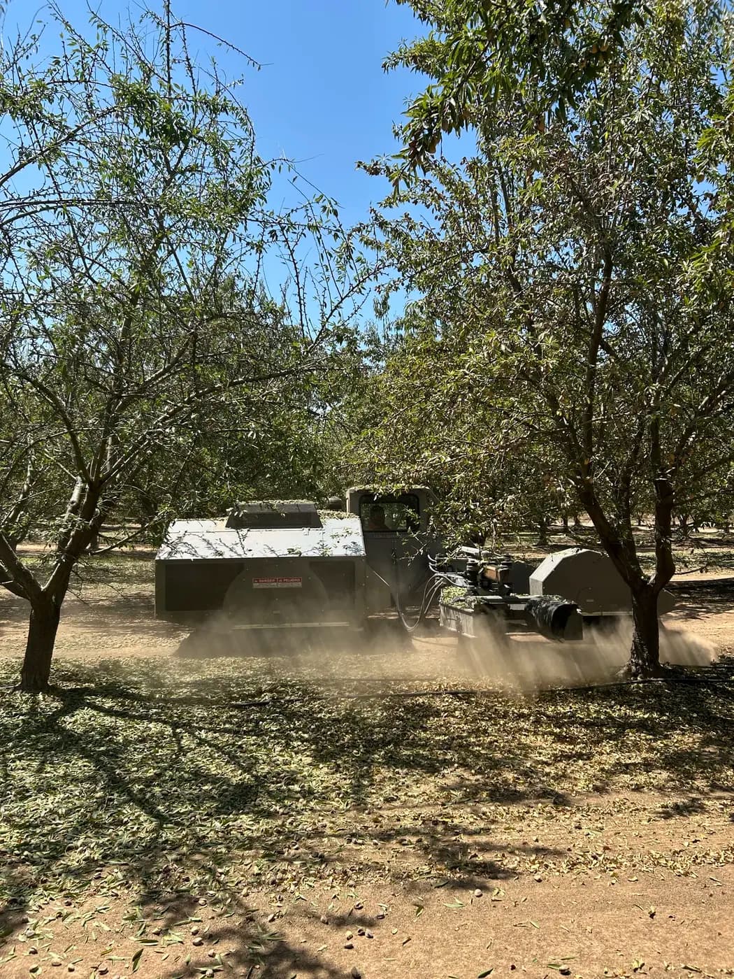 Barredora de huerta formando una hilera de almendras