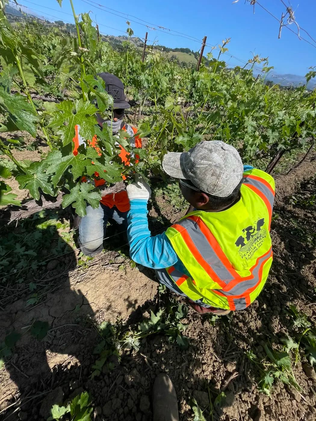 Pearls crew member removing unwanted vineyard shoots