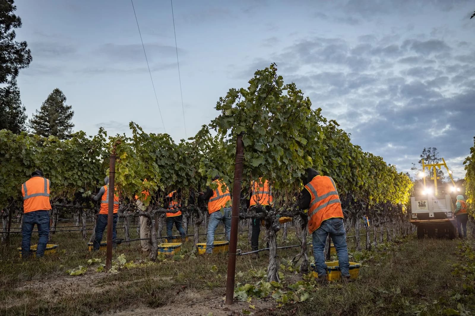 Pearls crew hand harvesting grapes before dawn
