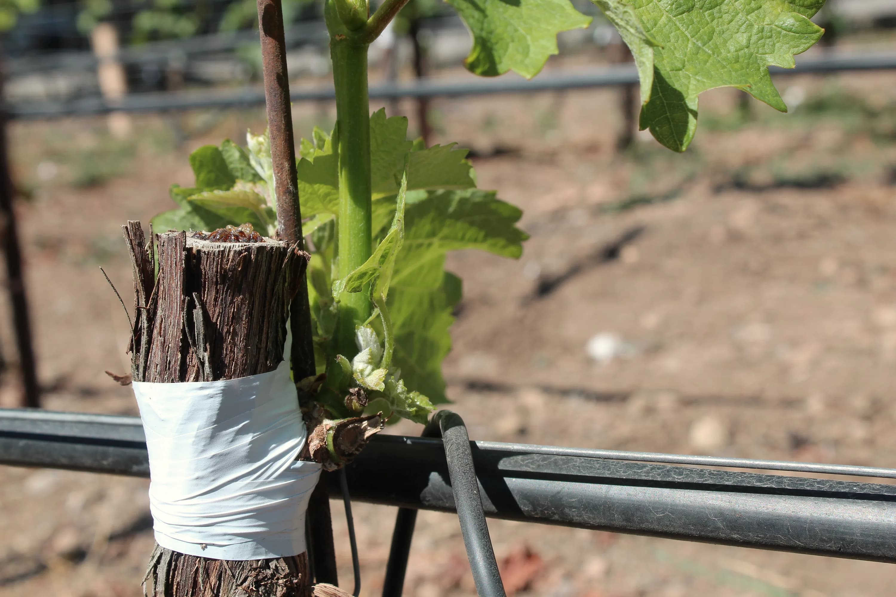A newly grafted vine secured beside a drip line