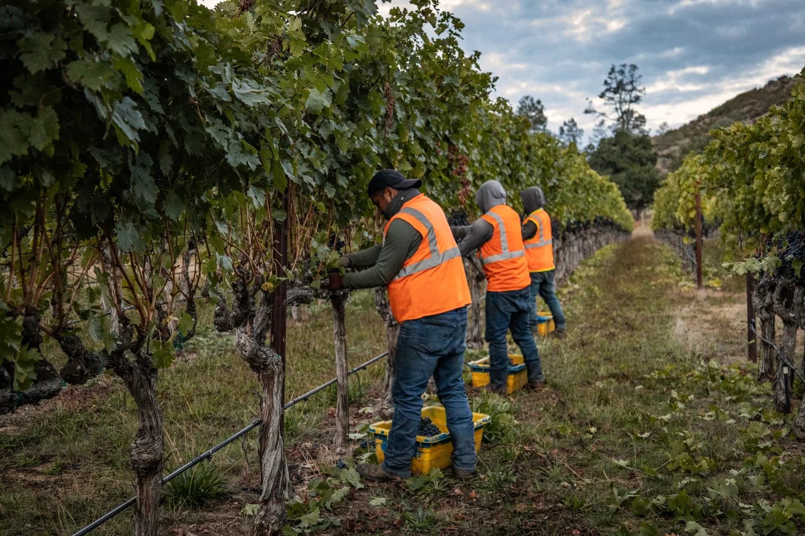Pearls vineyard crew hand harvesting grapes