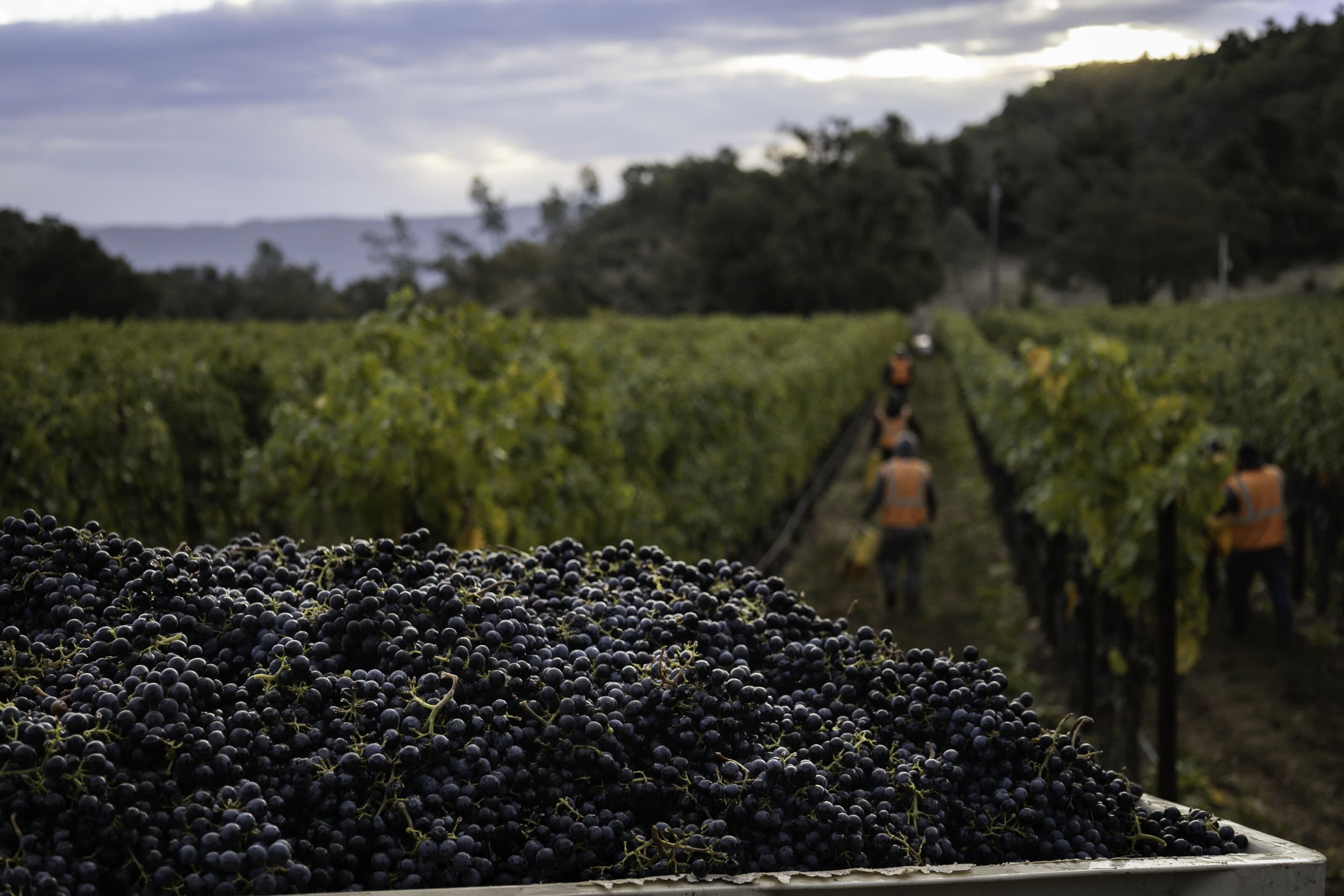 Vineyard harvest crew working among the rows