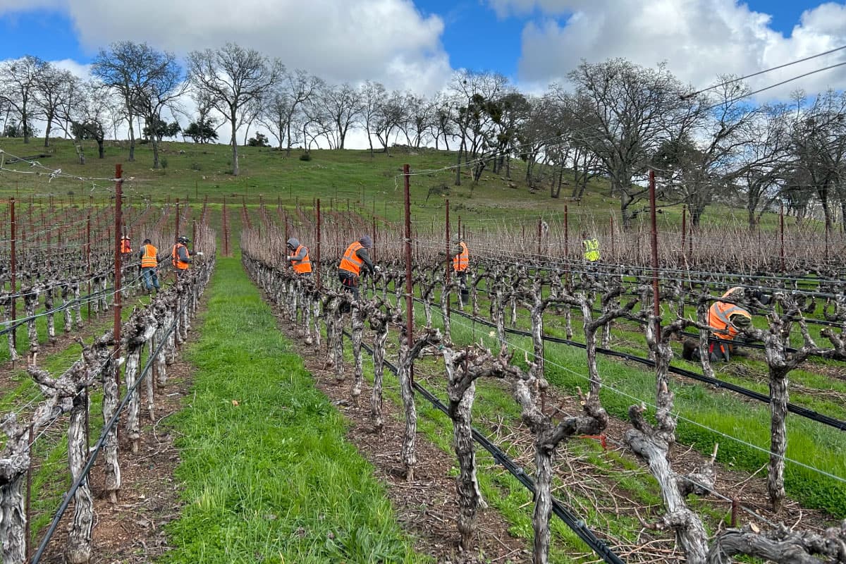 Pearls crews pruning bare vines in winter rows.