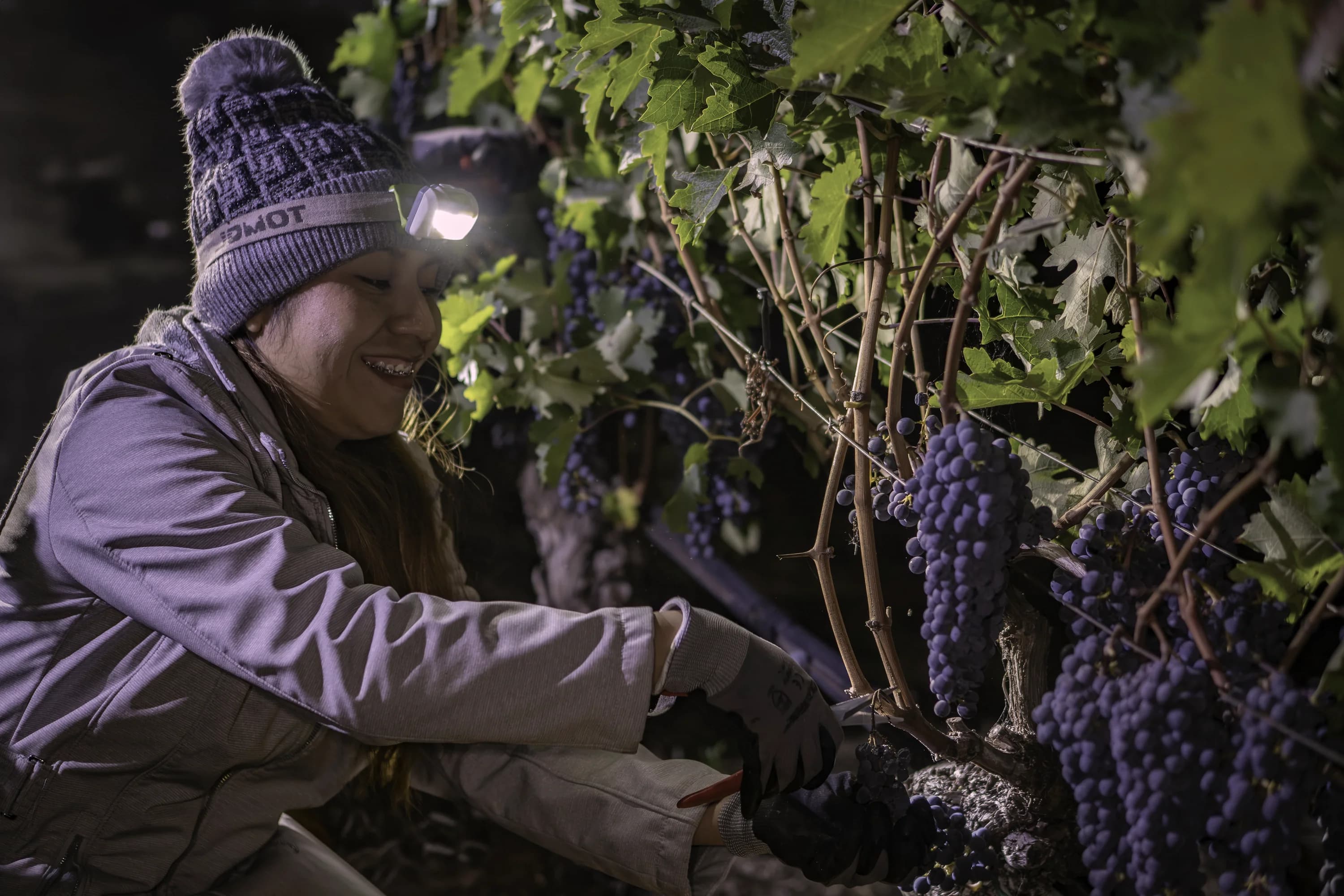 Pearls crew member wearing a headlamp during a night harvest