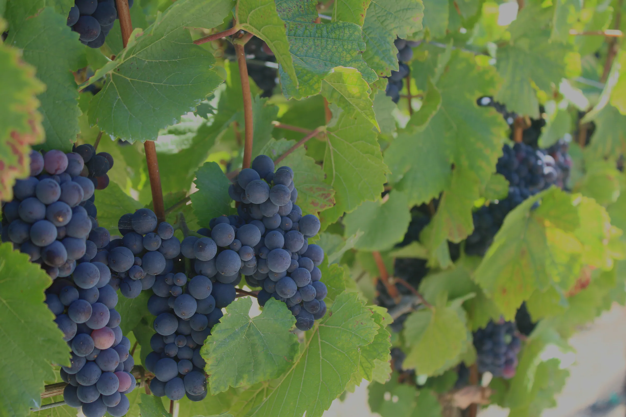 Purple grape clusters on the vine among green leaves.