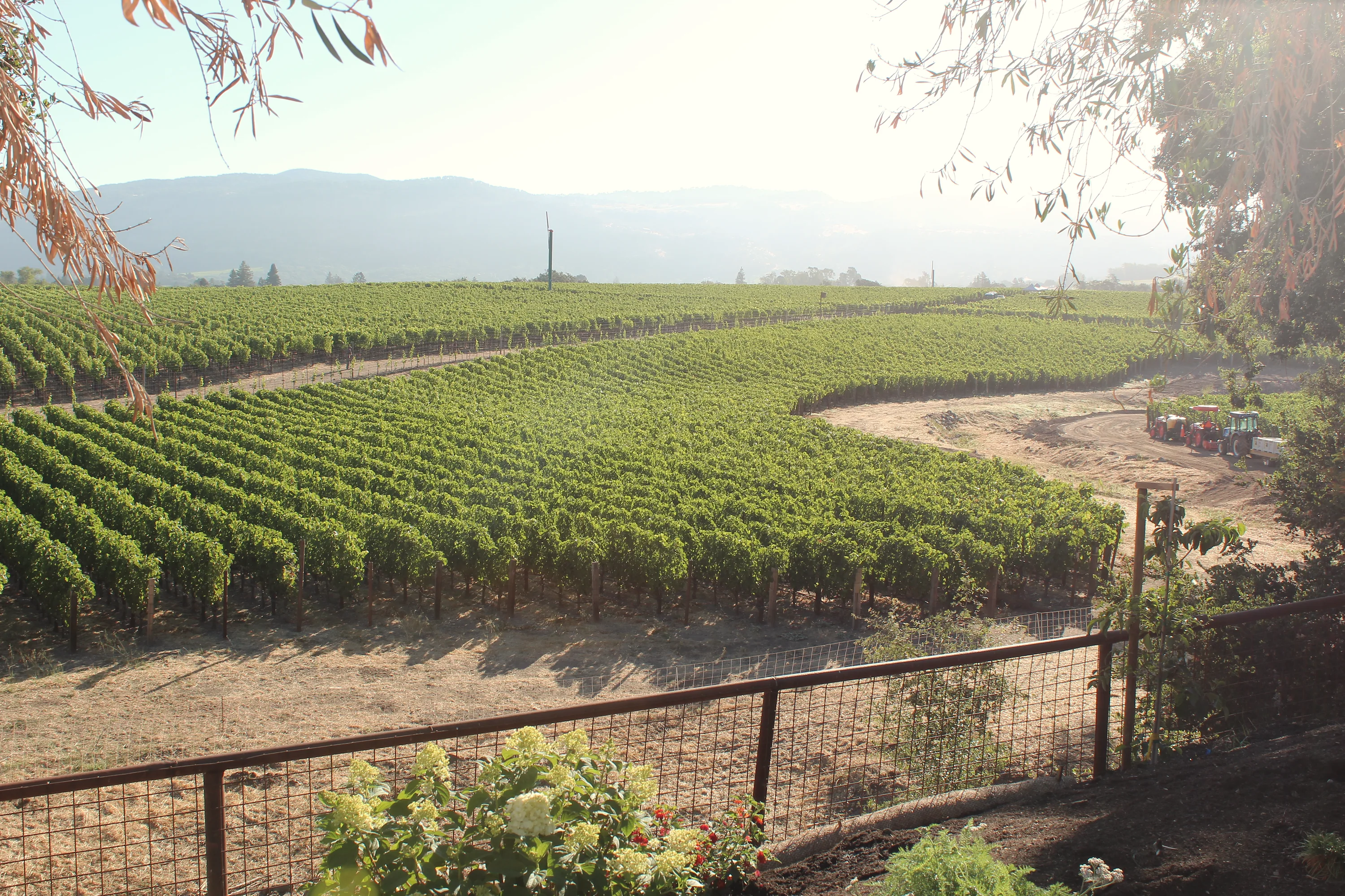Pearls vineyard field scene
