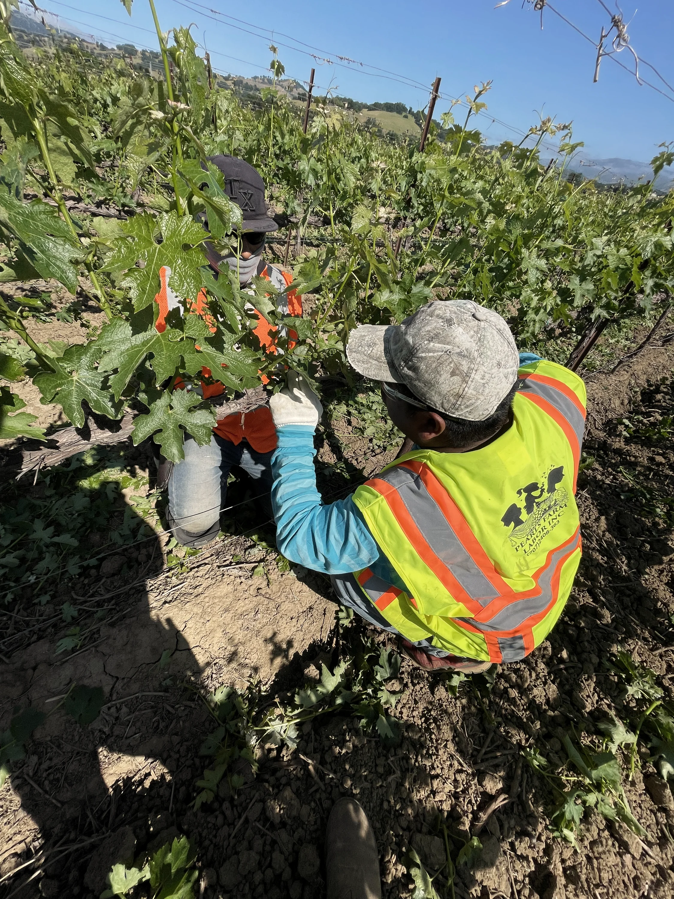 Two workers handling vine shoots in a vineyard row