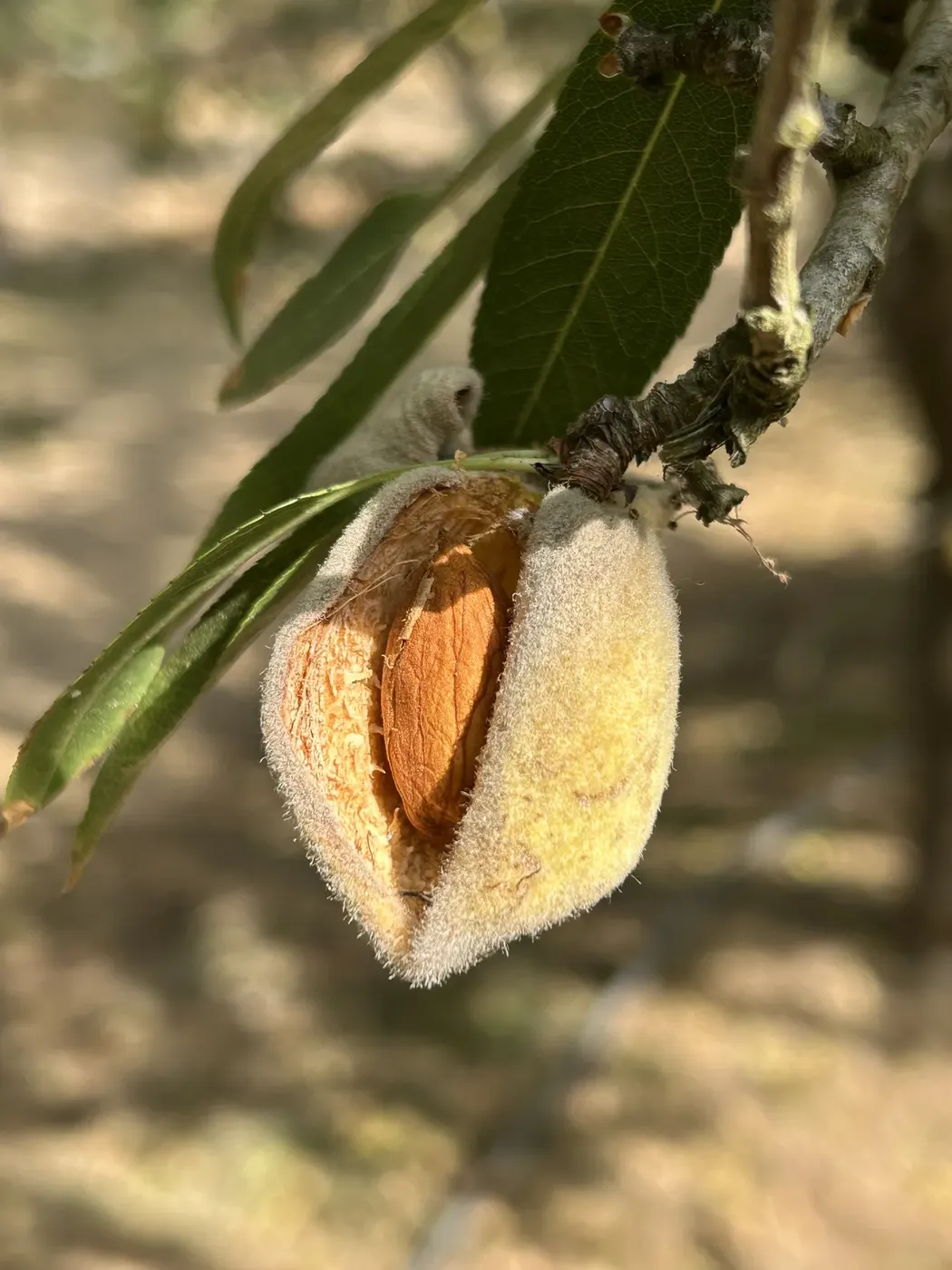 Detalle de una almendra en el árbol