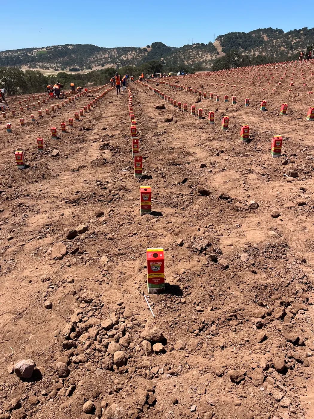 New vineyard block being planted in marked rows