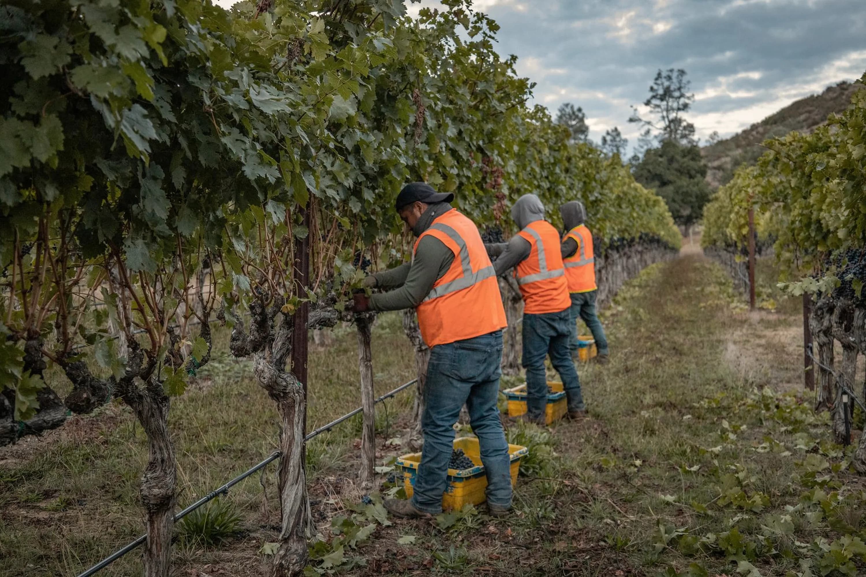 Cuadrilla trabajando en una hilera de viñedo