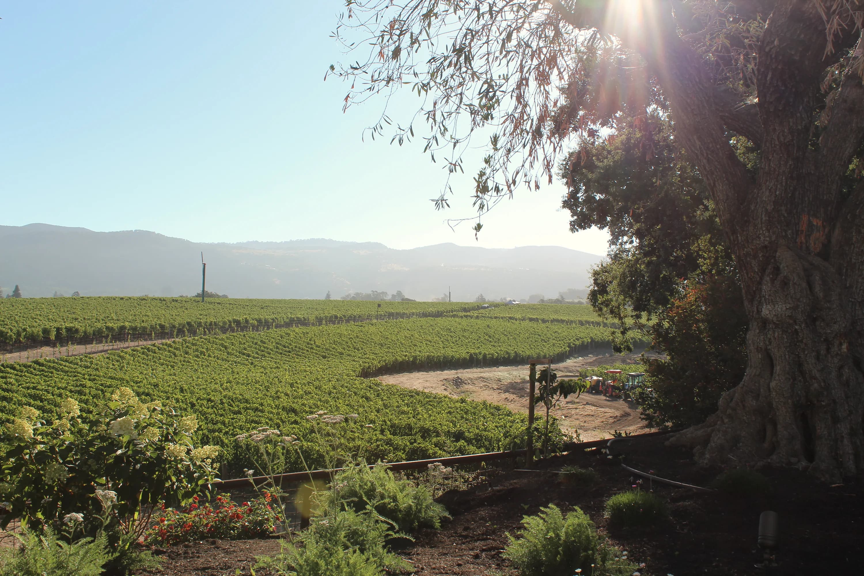 Representative Pearls field work in Northern California