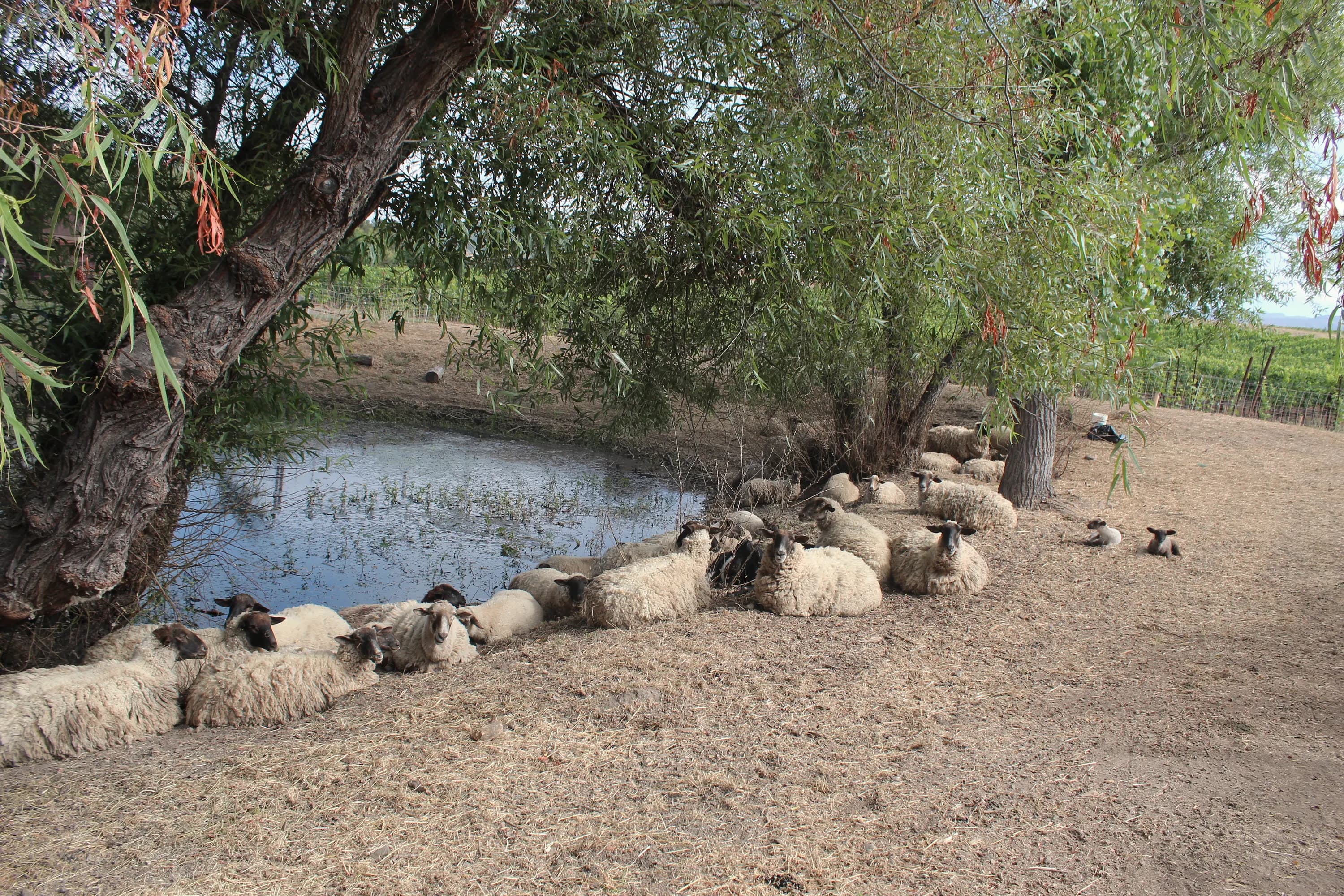 Representative Pearls field work in Northern California