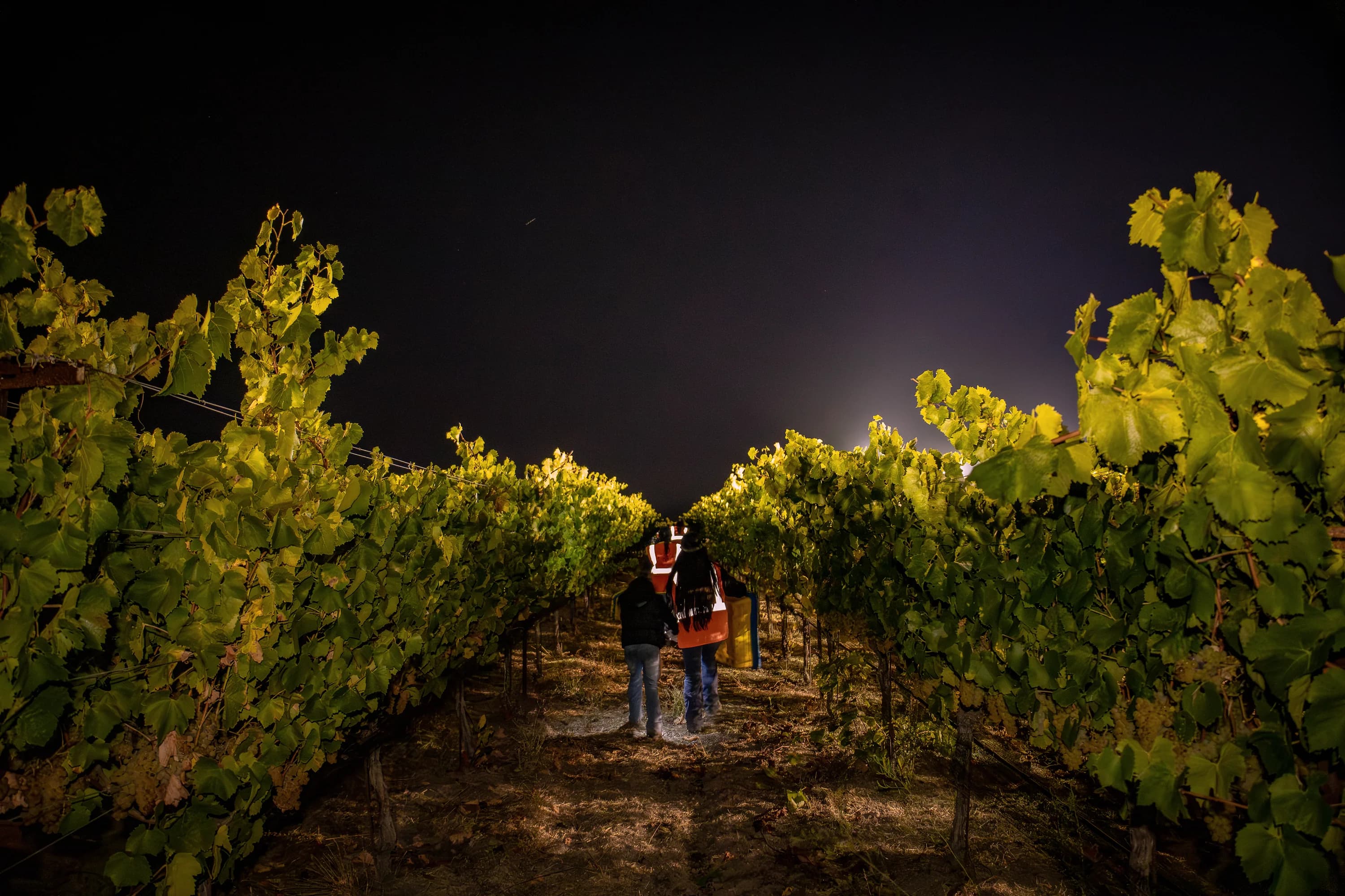 Representative Pearls field work in Northern California