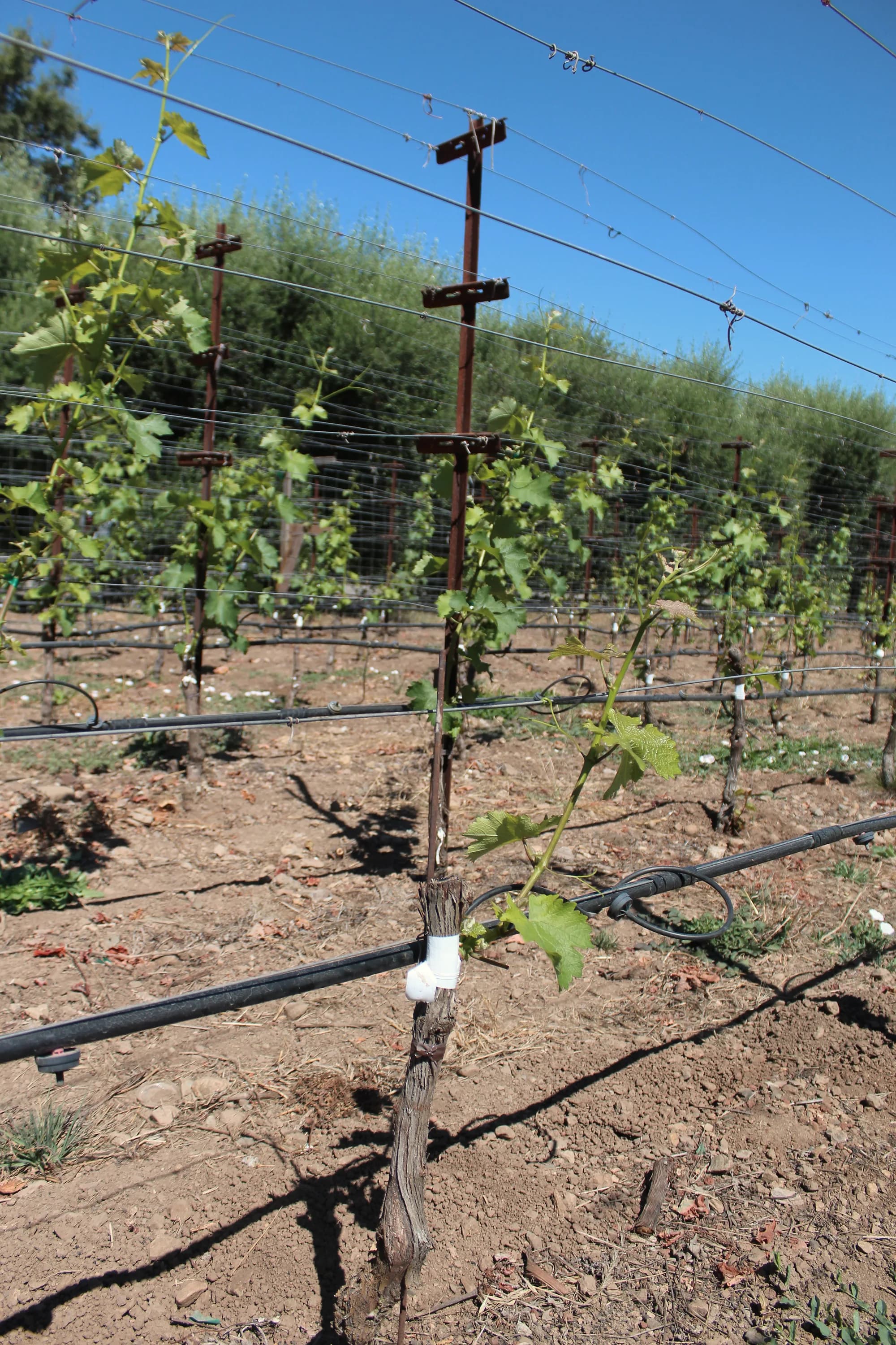 Representative Pearls field work in Northern California