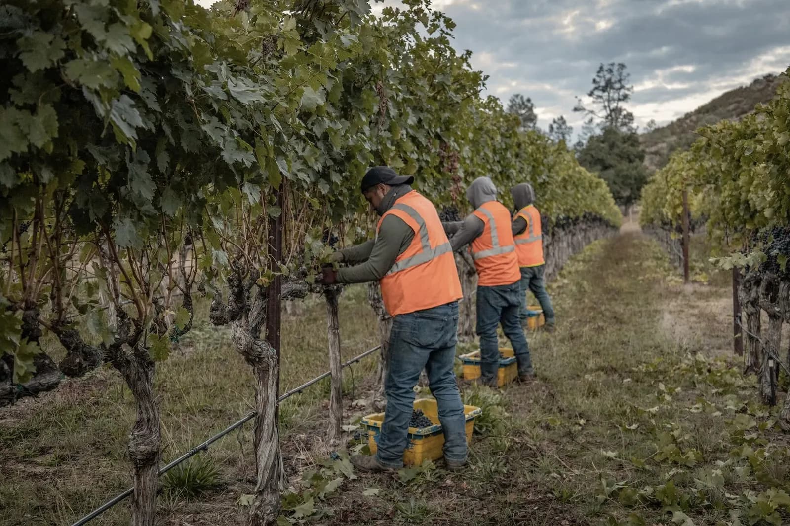 Pearls field crew working together in vineyard rows