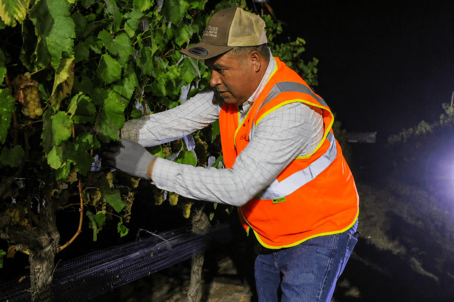 Leo Flores Martinez working during a night vineyard harvest