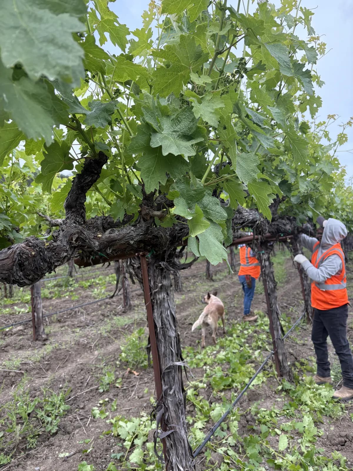 Pearls crew carrying out canopy work in vineyard rows