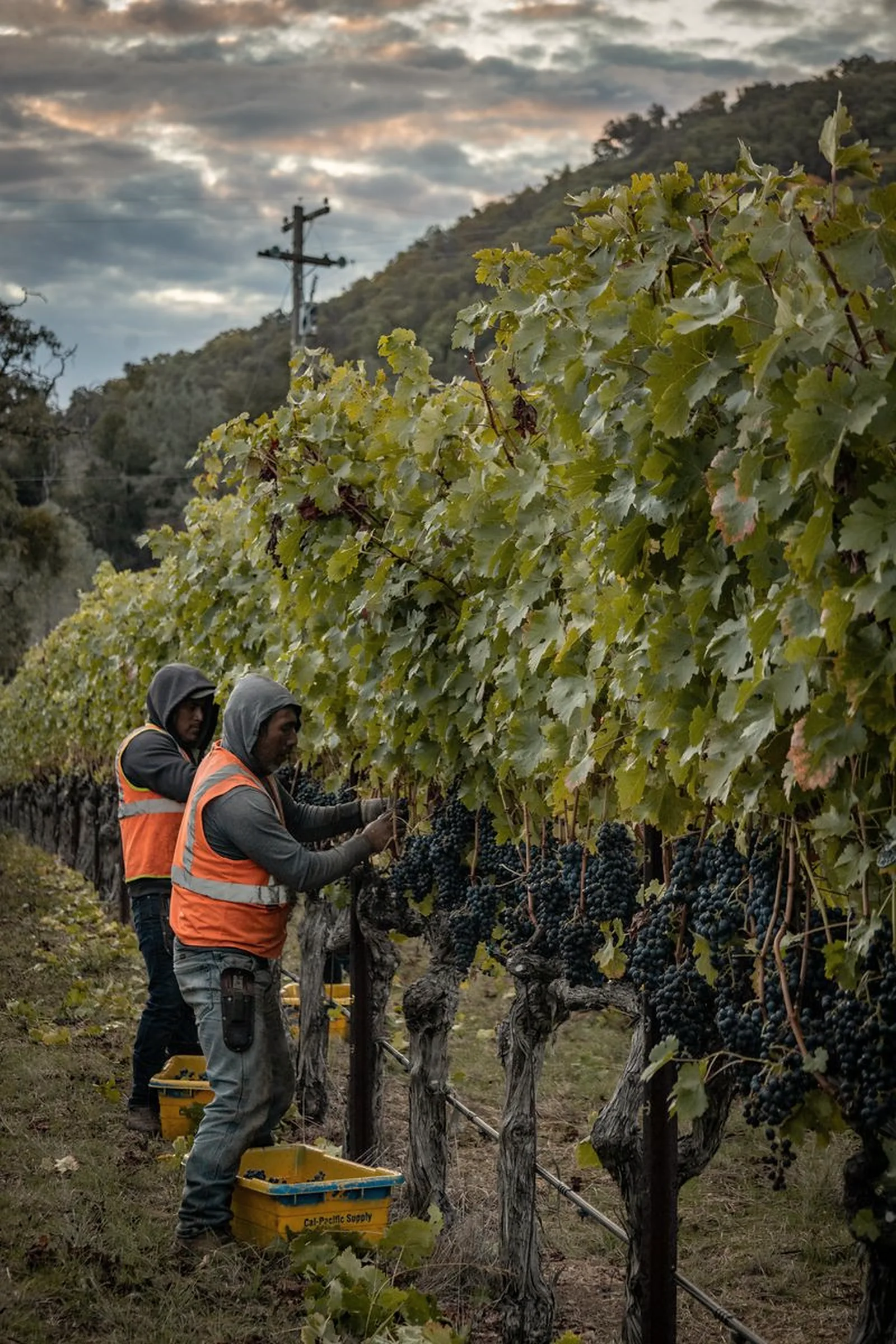 Vineyard crew working along a harvest row