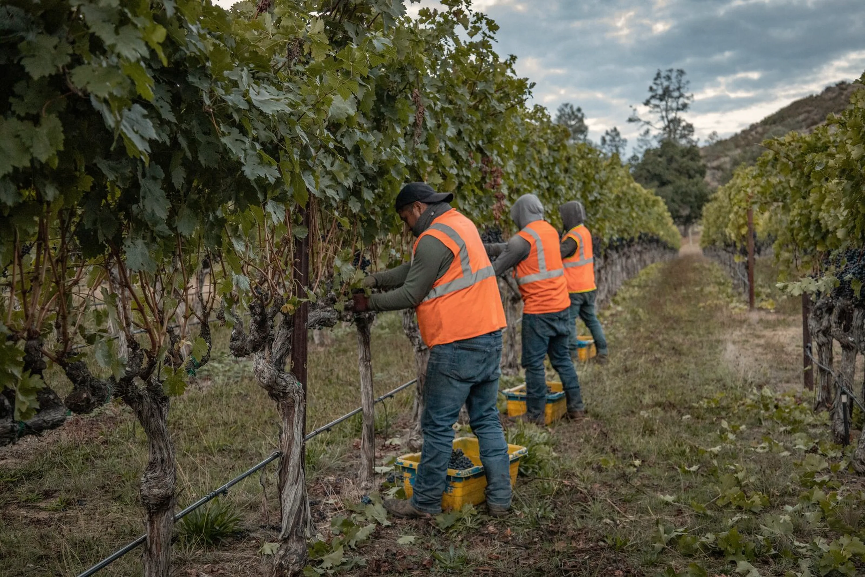 Pearls field crew in orange vests picking grapes along a vineyard row