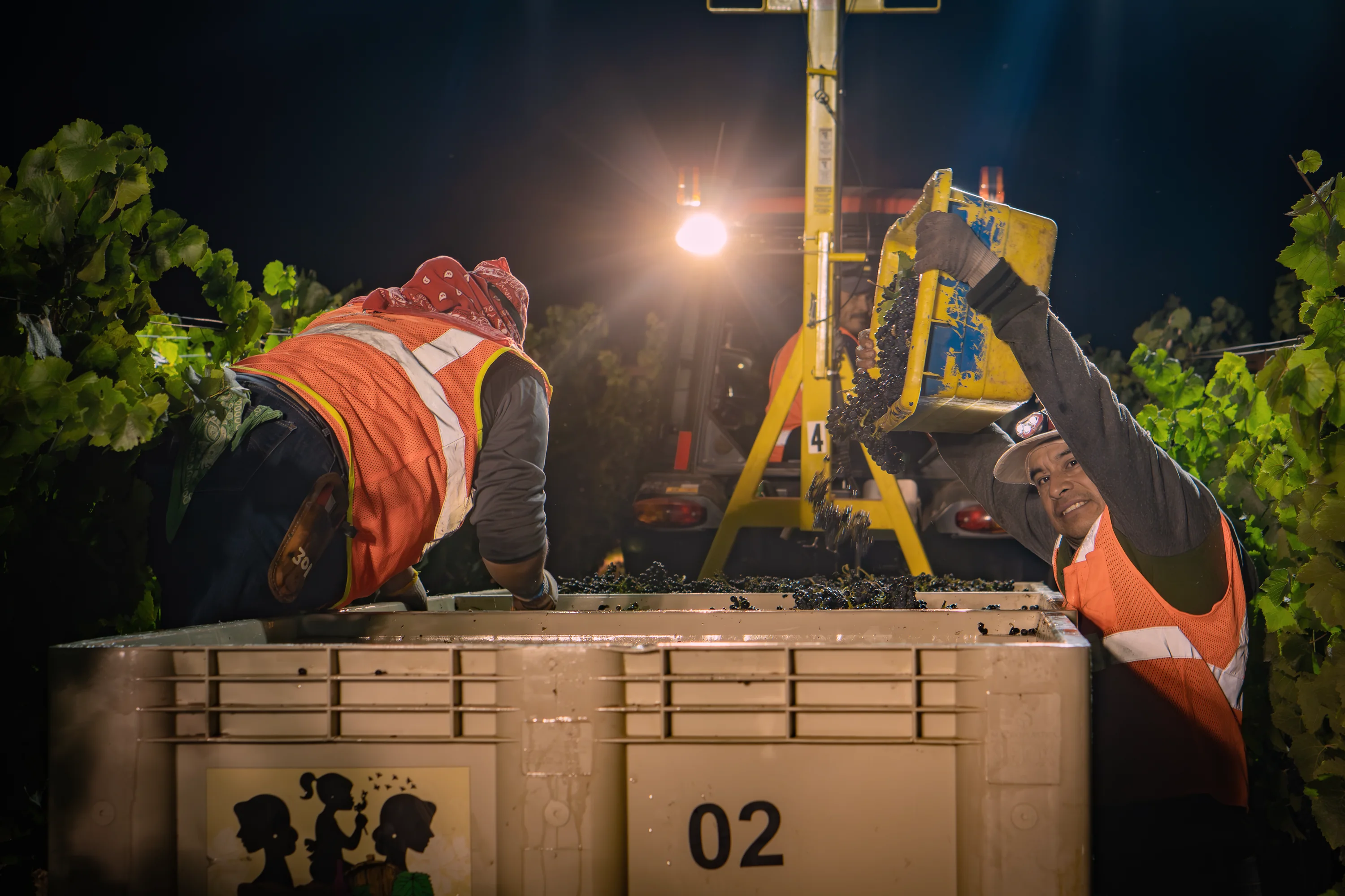 Workers emptying grapes into a field bin under vineyard lights