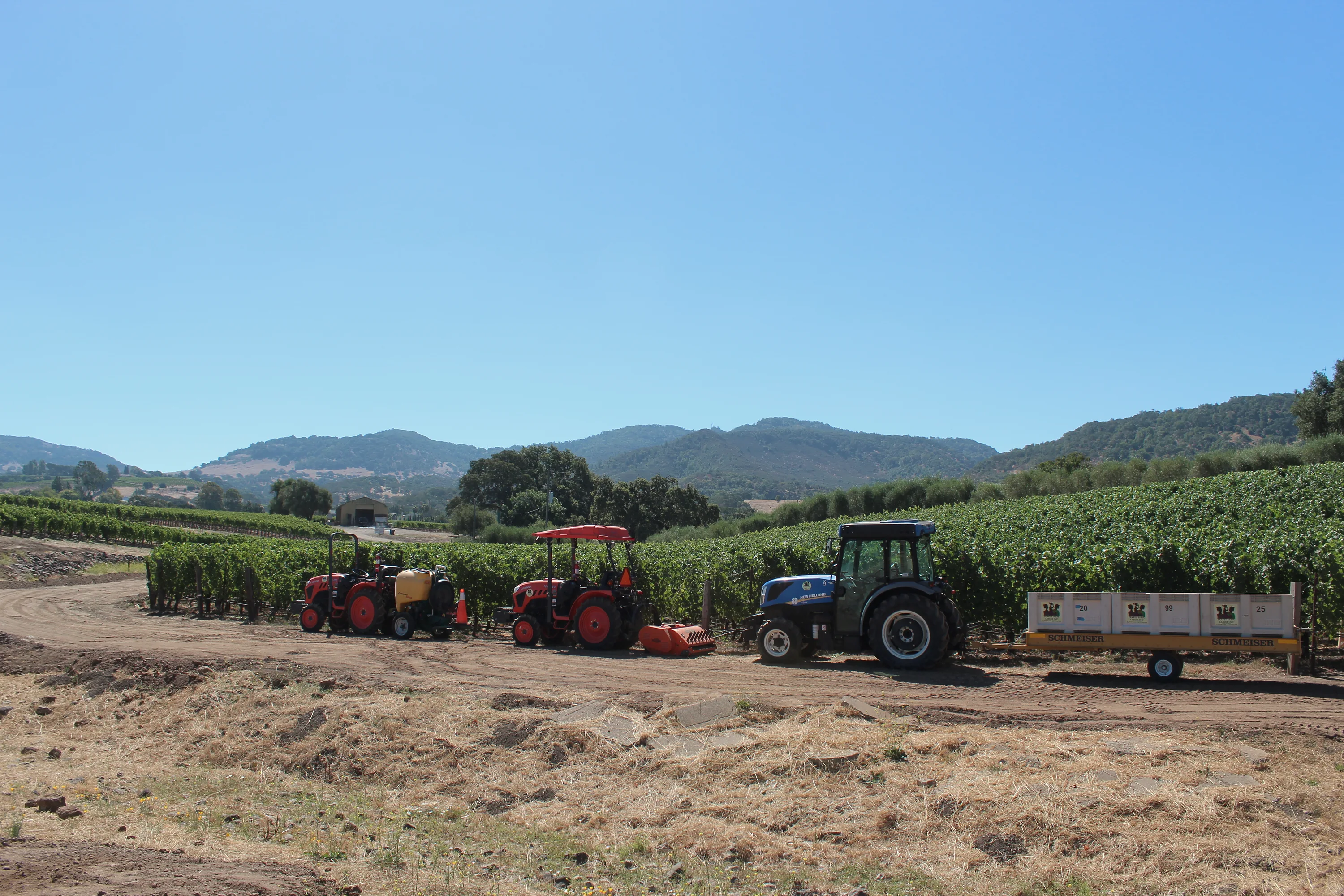 Pearls vineyard field scene