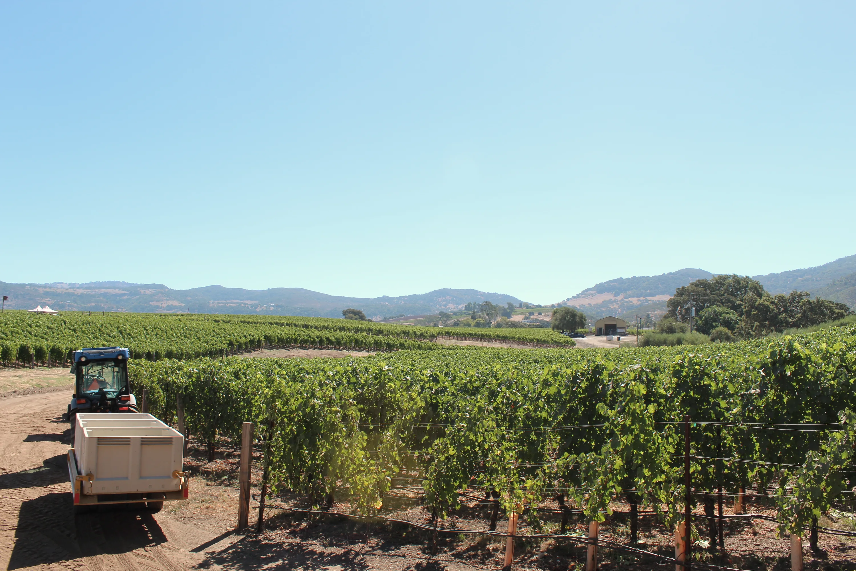 Vineyard rows and a pond on a Pearls field property