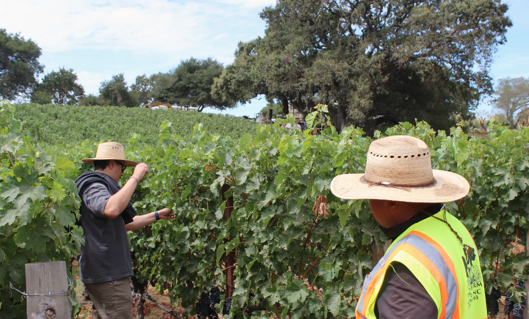 Field discussion beside the vines with a Pearls team member
