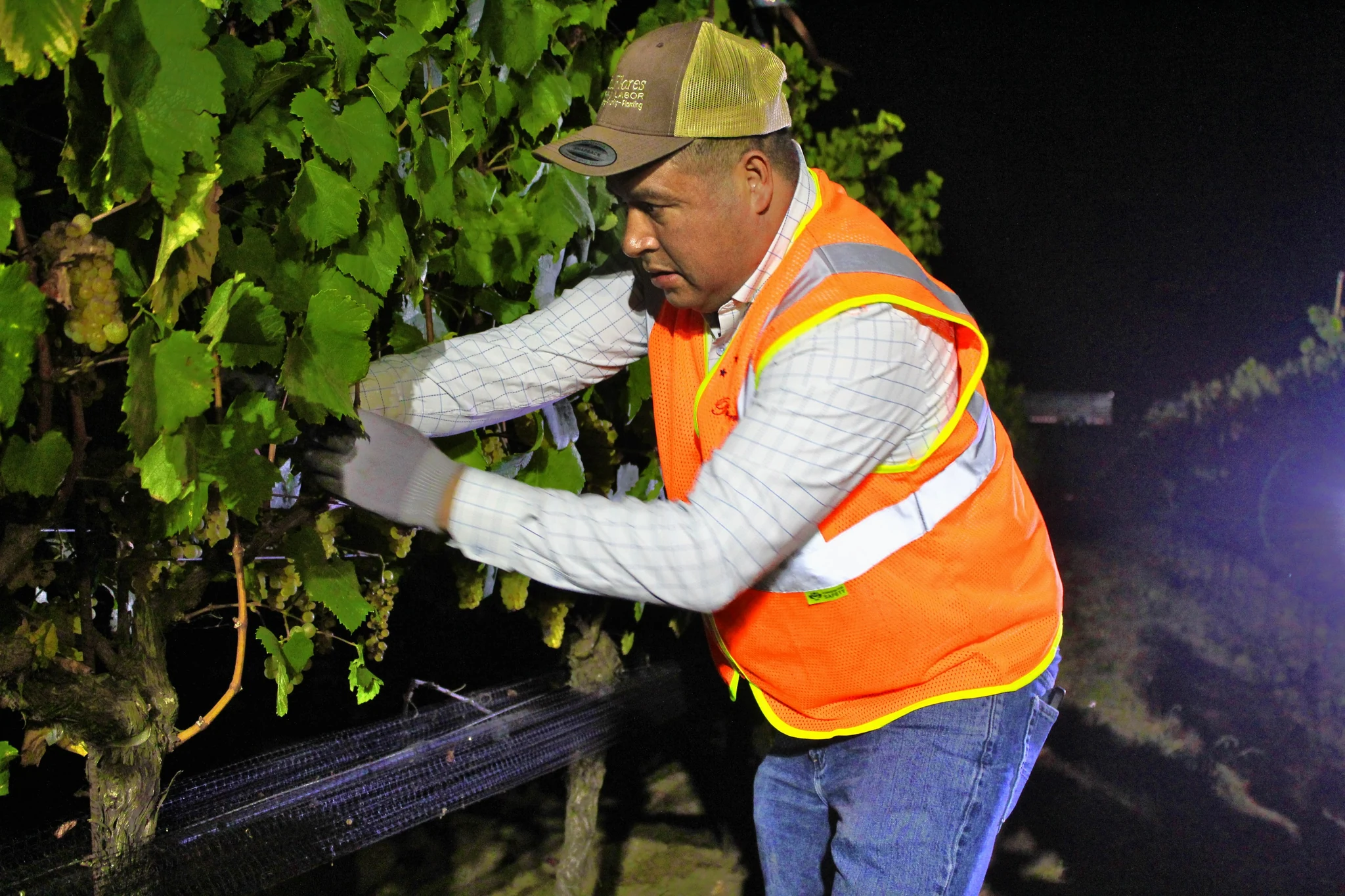 Leo Flores Martinez working during a night vineyard harvest
