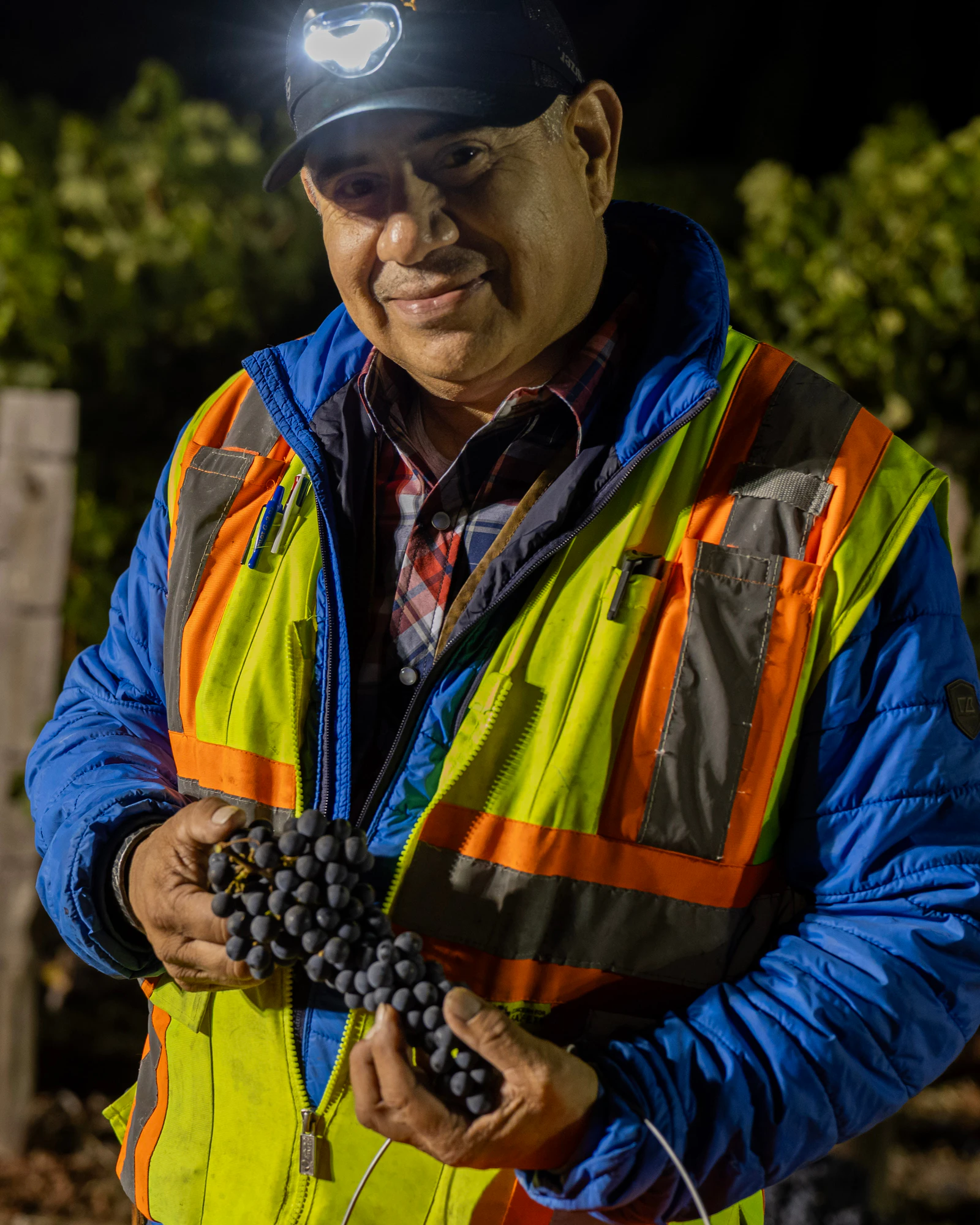 Pearls crew member in a hi-vis vest and headlamp smiles while holding a grape cluster during a night harvest