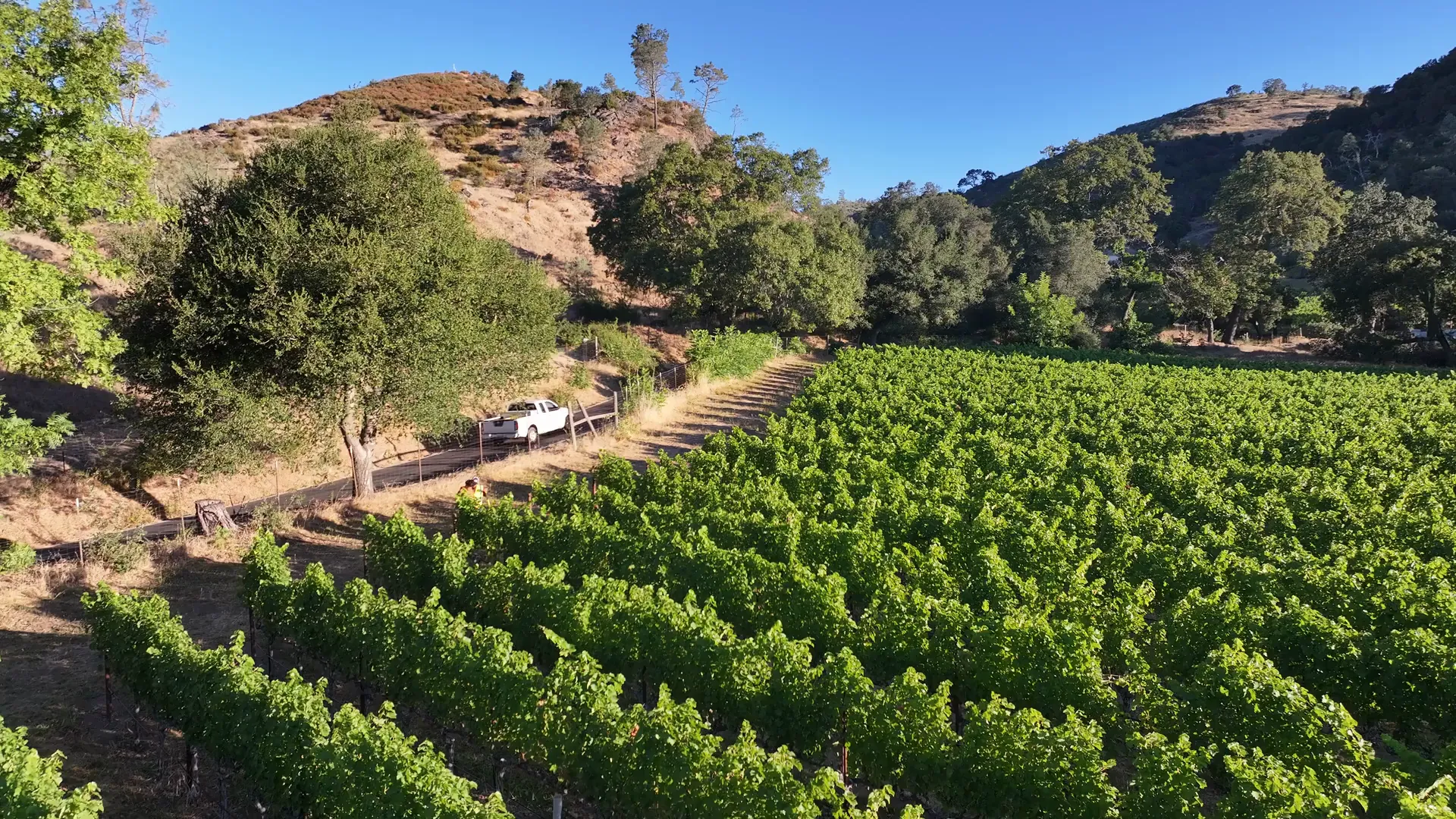 Vineyard rows filmed from the Pearls drone.